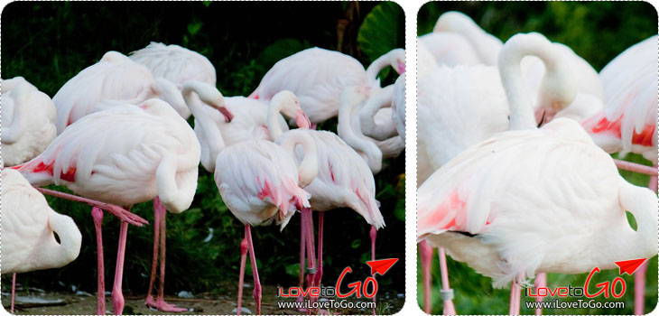 สวนสัตว์เปิดเขาเขียว