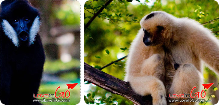 สวนสัตว์เปิดเขาเขียว