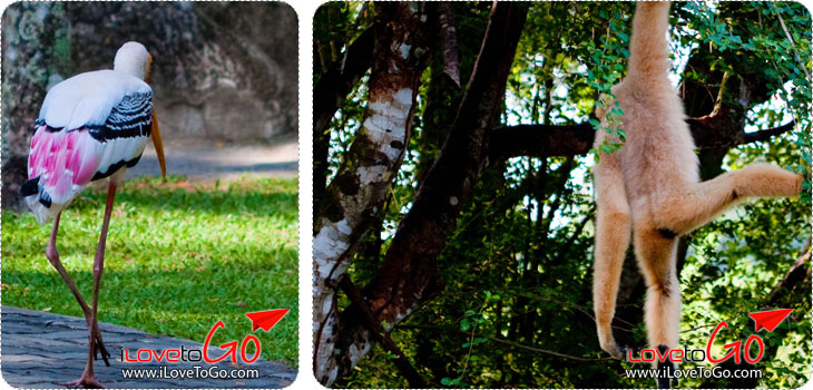 สวนสัตว์เปิดเขาเขียว