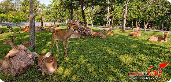 สวนสัตว์เปิดเขาเขียว