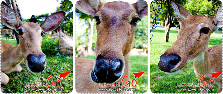 สวนสัตว์เปิดเขาเขียว