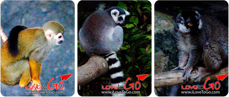 สวนสัตว์เปิดเขาเขียว