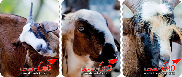 สวนสัตว์เปิดเขาเขียว