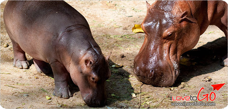 สวนสัตว์เปิดเขาเขียว