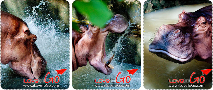 สวนสัตว์เปิดเขาเขียว