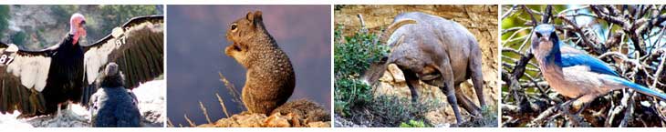Wildlife