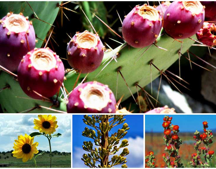 Wild Flowers