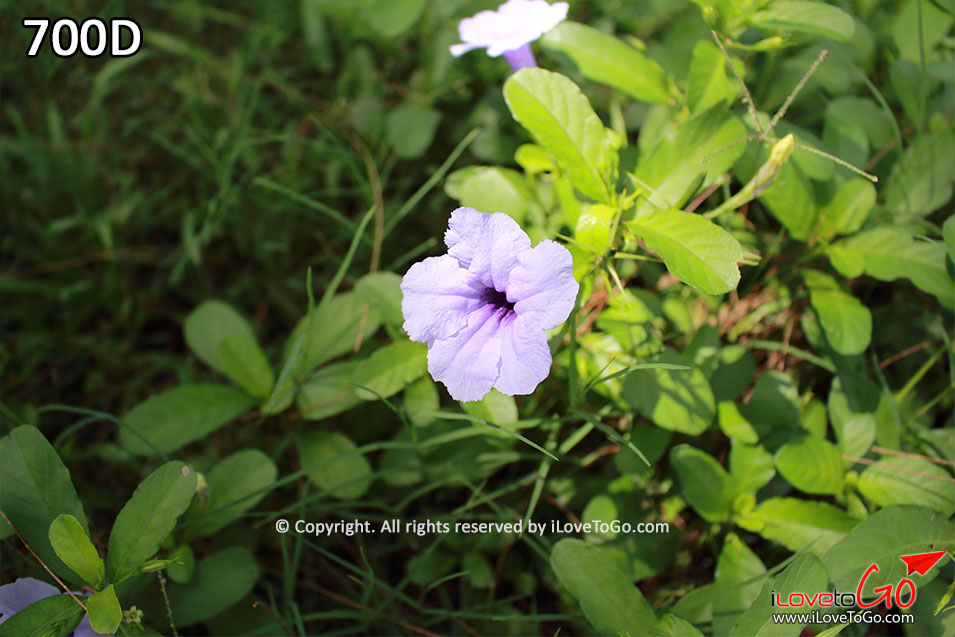 Review,Canon,รีวิว,Canon EOS 700D,Kiss X7i,Rebel T5i,กล้องดิจิตอล,คู่มือกล้อง,คู่มือกล้อง Canon 700D,Canon 700D Manual,Canon 700D Manual Thai,Canon 700D Manual ภาษาไทย,Review 700D,รีวิว 700D,รีวิว Canon