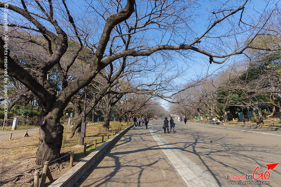 เที่ยวญี่ปุ่น โตเกียว ด้วยตัวเอง Japan Tokyo Trip สวน ueno park