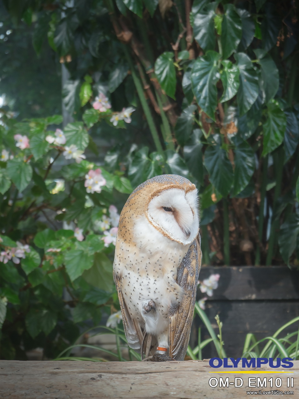รีวิว Olympus OM-D E-M10 II